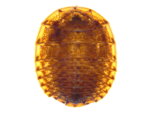 Water-penny Beetle Larvae